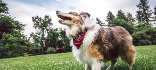 Dog at park