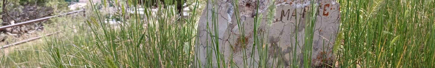 Cracked tombstone in Linwood Cemetery
