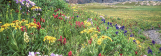 Colorado columbine wildflowers