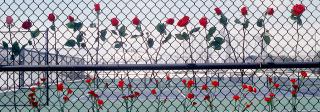 Roses placed in line on the fence at the school tennis courts.