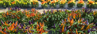 Ornamental chile pepper plants at the Colorado State University Research Farm