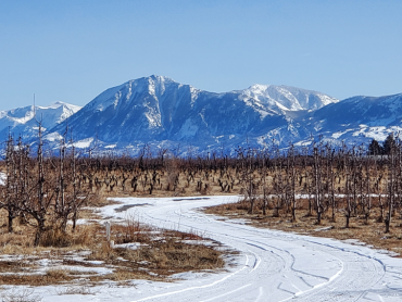 picture of an orchard