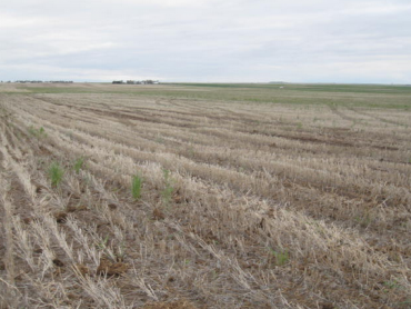 picture of farmland