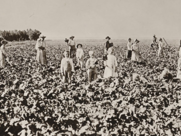 farmers field