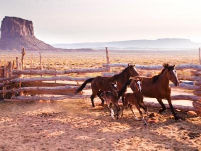 Wild Horses