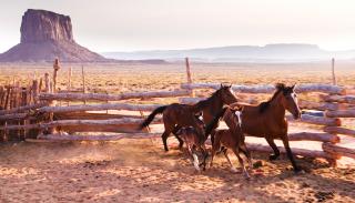 Wild Horses